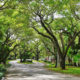 Street view in Coral Gables