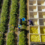 Farm workers are shown harvesting crops