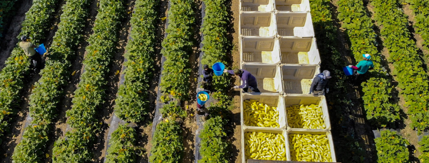 Farm workers are shown harvesting crops